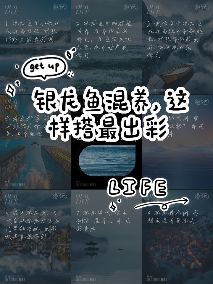 銀龍魚鸚鵡魚和什么魚混養好看圖片