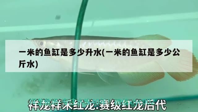 一米的魚缸多少公升水：一米魚缸水量計算公式