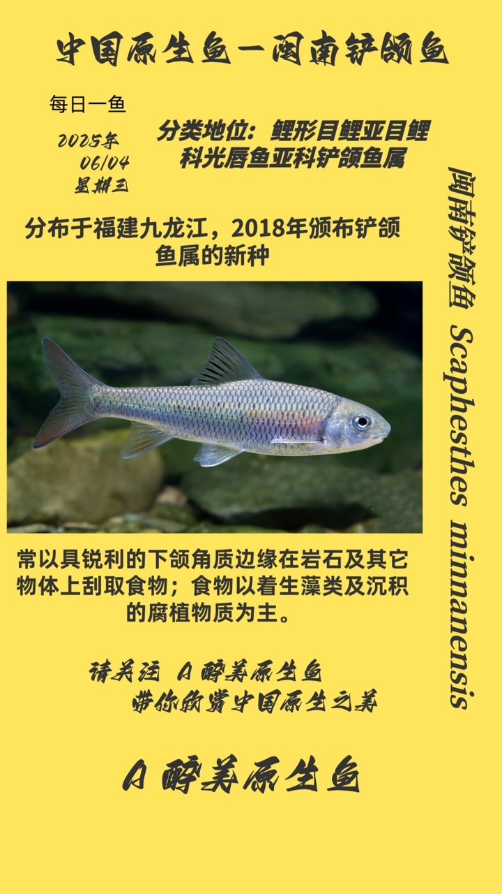 閩南鏟頜魚