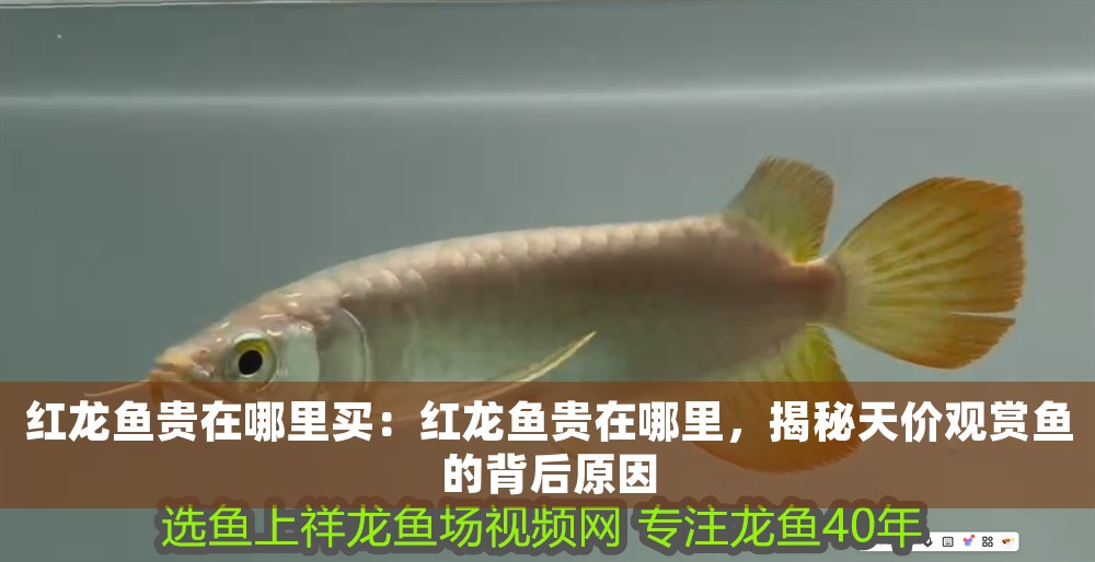 紅龍魚貴在哪里買：紅龍魚貴在哪里，揭秘天價觀賞魚的背后原因