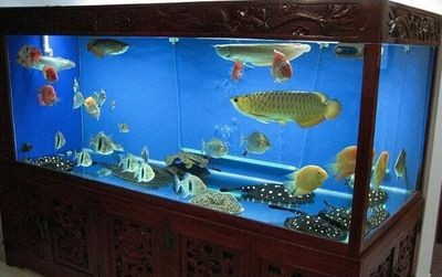 魚(yú)缸名牌排名：2024年魚(yú)缸品牌品牌排名