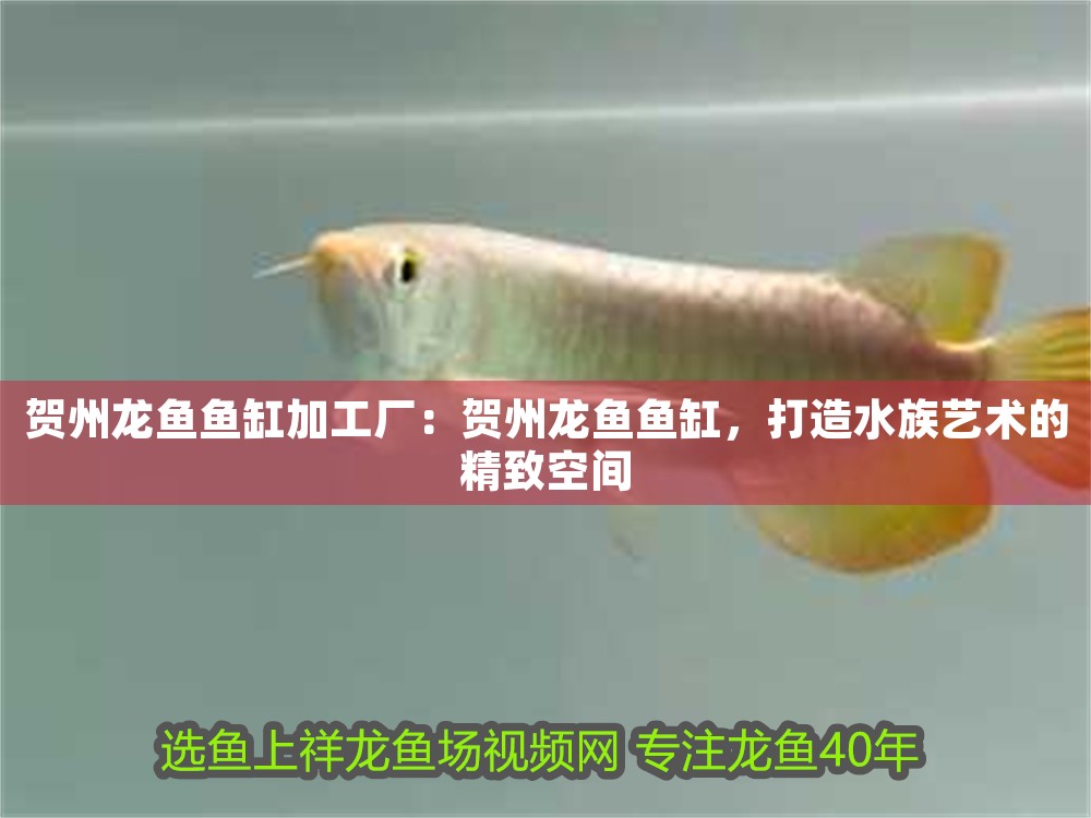賀州龍魚魚缸加工廠：賀州龍魚魚缸，打造水族藝術的精致空間
