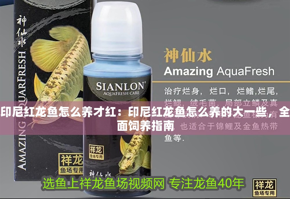 印尼紅龍魚怎么養才紅：印尼紅龍魚怎么養的大一些，全面飼養指南