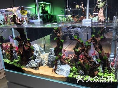 佛教文化與室內設計佛像魚缸造景：佛像魚缸造景的一些詳細步驟 佛教文化與室內設計佛像魚缸造景：佛像魚缸造景的一些詳細步驟 魚缸百科 第1張
