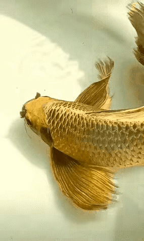 有哪些動(dòng)態(tài)特效的龍魚(yú)壁紙？