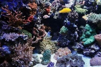 魚缸spiral資源：《魚缸》：現代愛情與救贖的1v1故事 魚缸spiral資源：《魚缸》：現代愛情與救贖的1v1故事 魚缸百科 第1張