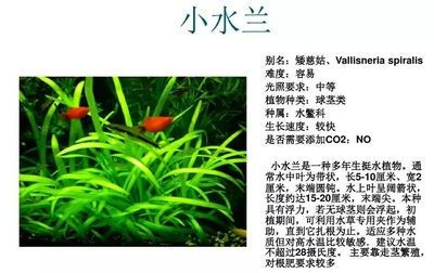 魚缸spiral資源：《魚缸》：現代愛情與救贖的1v1故事 魚缸spiral資源：《魚缸》：現代愛情與救贖的1v1故事 魚缸百科 第5張