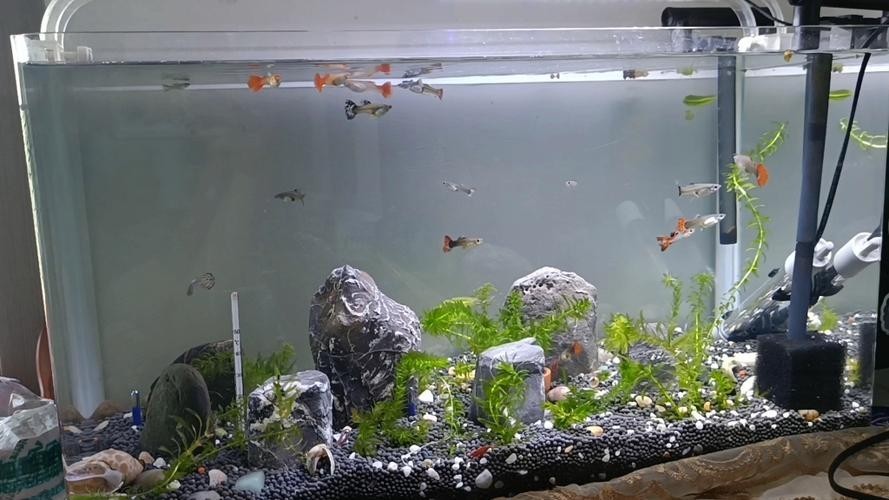 銀龍魚如何長的快