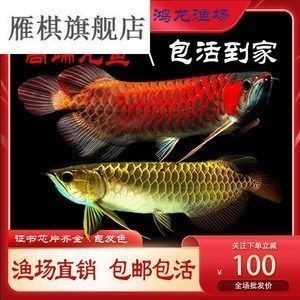 龍魚(yú)在水面上游：龍魚(yú)在水面上頻繁游動(dòng)可能由多種因素引起龍魚(yú)上下游