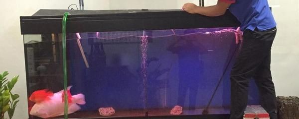 魚缸 多久 換水（魚缸多久換一次水） 魚缸 多久 換水（魚缸多久換一次水） 魚缸百科 第2張
