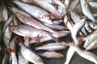 龍魚(yú)翹嘴什么情況下會(huì)死掉：導(dǎo)致龍魚(yú)翹嘴的原因有哪些