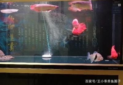 紅龍魚單養好還是混養好（紅龍魚混養好還是單養好？）