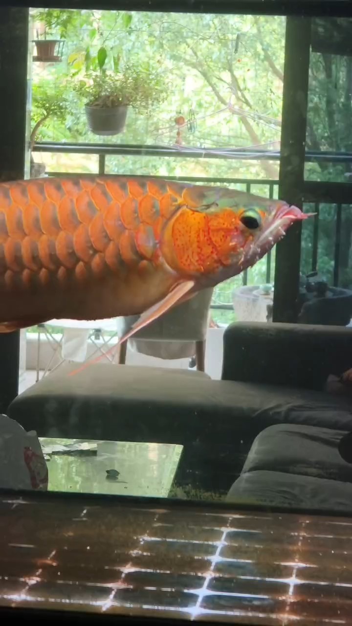 撞缸