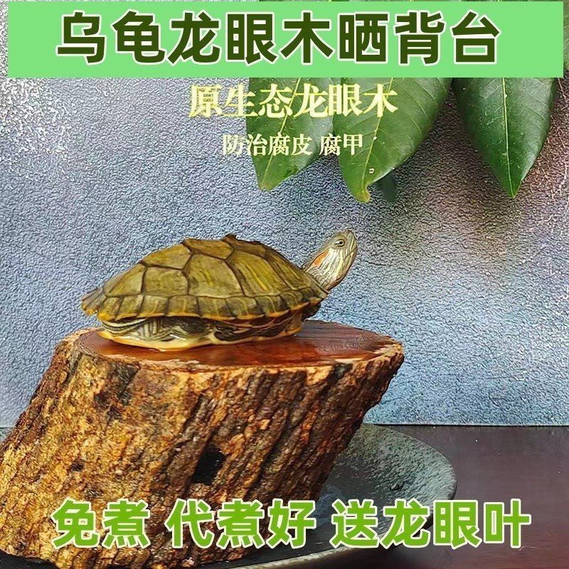 龍眼木放魚缸的功效和作用：龍眼木在魚缸中的作用和功效 龍眼木放魚缸的功效和作用：龍眼木在魚缸中的作用和功效 魚缸百科 第4張