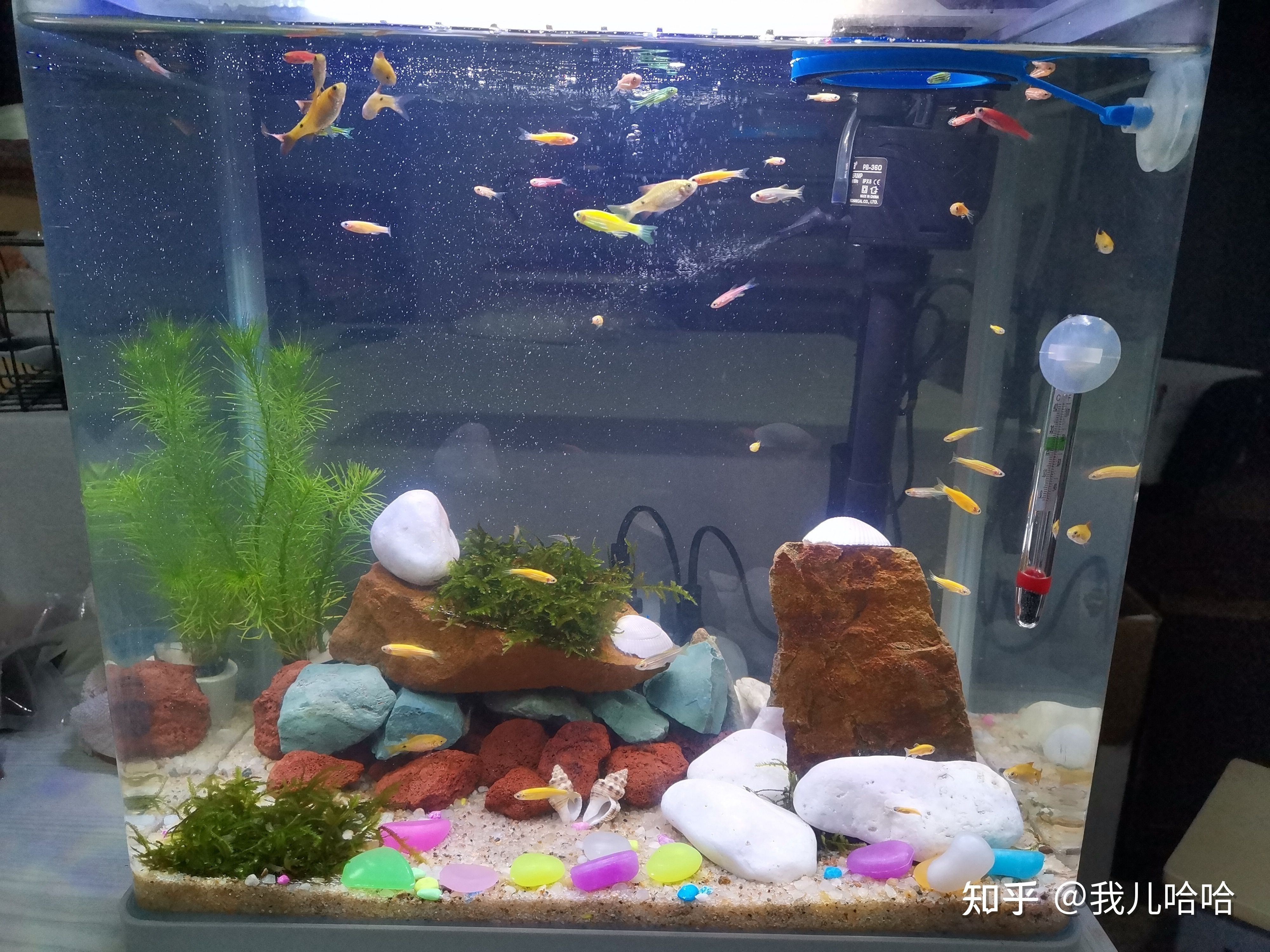 觀賞魚適合初學者養護魚缸中養護技巧是養護魚的關鍵：幾種適合在觀賞魚缸中養的觀賞魚種