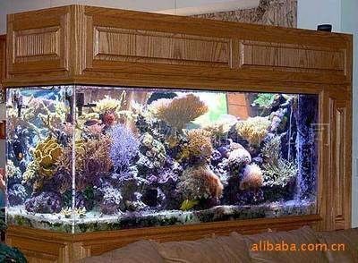 索普魚缸怎么樣好用嗎:家庭養魚的理想選擇 魚缸百科 第1張 索普魚缸怎么樣好用嗎:家庭養魚的理想選擇 索普魚缸怎么樣好用嗎:家庭養魚的理想選擇 魚缸百科 第1張