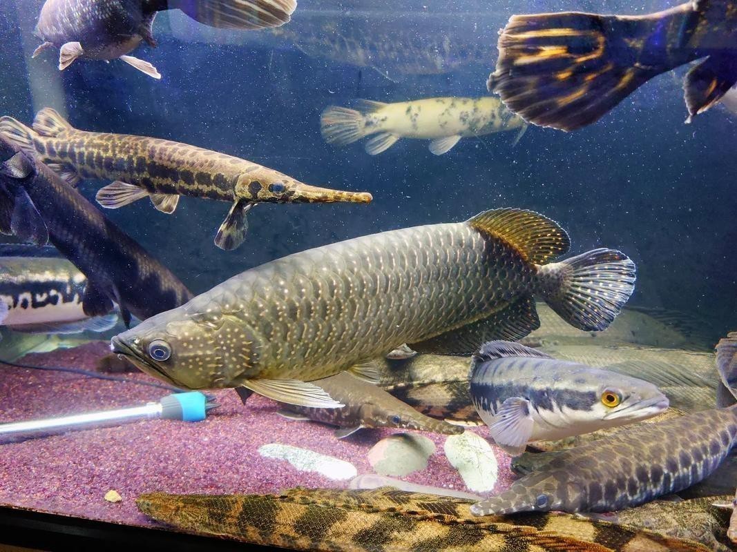 新手飼養星點龍需要注意什么？
