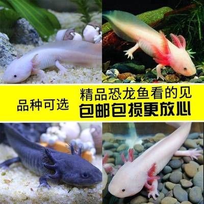 六角恐龍魚(yú)剛到家放魚(yú)缸需要怎么做：六角恐龍魚(yú)剛到家需要適應(yīng)新環(huán)境條件、適宜水溫控制技巧 六角恐龍魚(yú)剛到家放魚(yú)缸需要怎么做：六角恐龍魚(yú)剛到家需要適應(yīng)新環(huán)境條件、適宜水溫控制技巧 魚(yú)缸百科 第3張