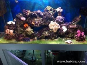 海水魚缸設備布局對于維護水質和魚類健康至關重要至關重要：海水魚缸的設備布局對于維護水質和魚類健康至關重要