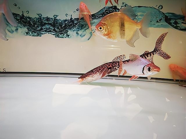 飼料魚和龍魚混養(yǎng)會怎么樣