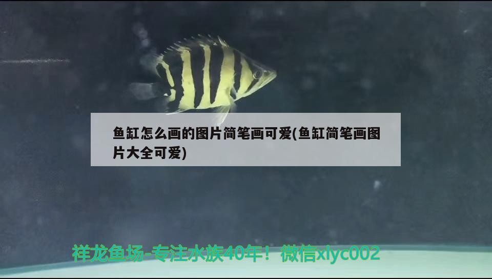 金龍魚的混養(yǎng)方法視頻：金龍魚混養(yǎng)怎么喂食