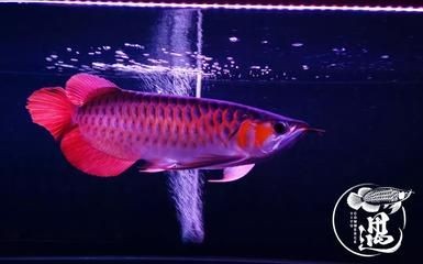 龍魚什么時候用發色燈：龍魚發色燈的使用時間和方法