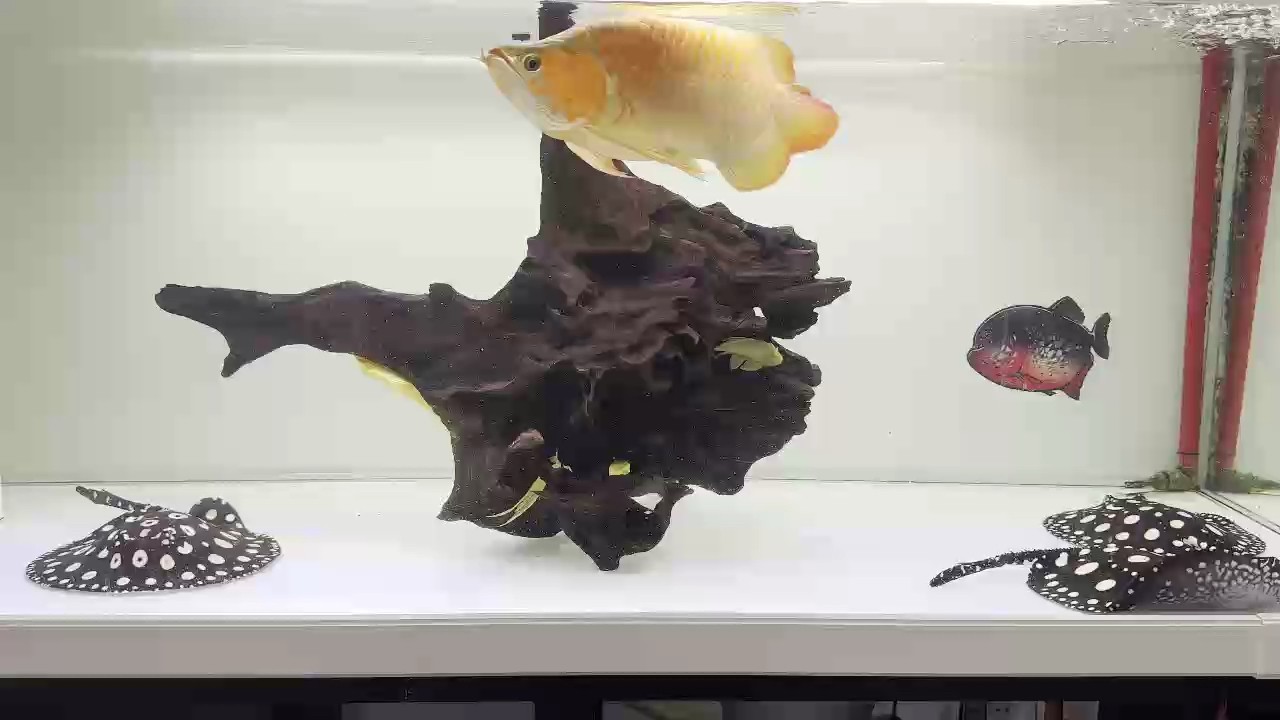 一年零三個月