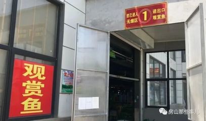 北京龍魚市場地址查詢（北京龍魚市場） 北京龍魚市場地址查詢（北京龍魚市場） 龍魚百科 第4張