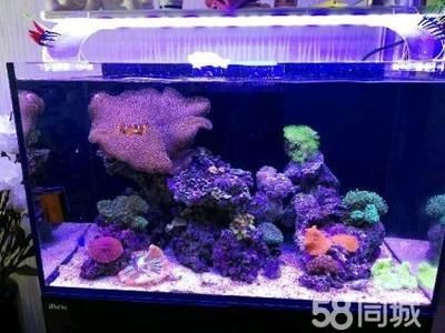 雞胸肉喂魚的常見問題清單，雞胸肉喂魚多久一次合適，