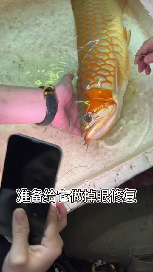 龍魚掉眼啥意思啊圖片