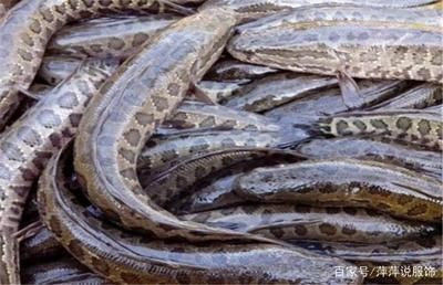 養(yǎng)黑魚(yú)的魚(yú)缸適合養(yǎng)小魚(yú)嗎？：養(yǎng)黑魚(yú)的魚(yú)缸不適合養(yǎng)小魚(yú)嗎？