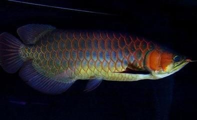 紅龍魚(yú)鱗片顏色變化的原因：紅龍魚(yú)的鱗片顏色的變化