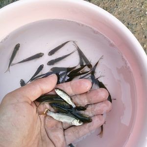 像小龍一樣的魚白色的叫什么：喂食龍魚時推薦使用的工具和注意事項 像小龍一樣的魚白色的叫什么：喂食龍魚時推薦使用的工具和注意事項 龍魚百科 第1張