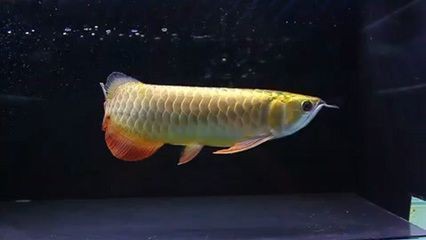 福田區繽紛水族花店