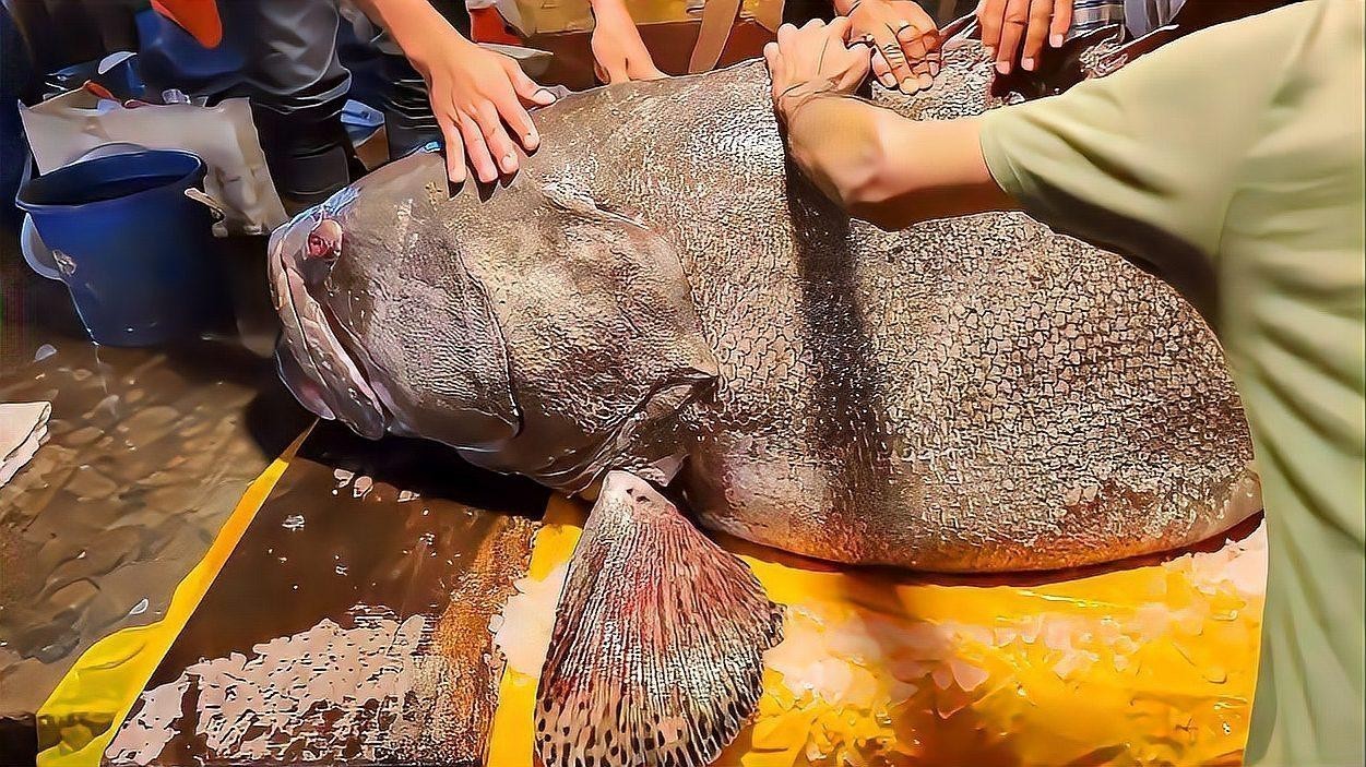 龍躉魚有哪些常見的烹飪誤區(qū)？ 龍躉魚有哪些常見的烹飪誤區(qū)？ 龍魚百科 第2張