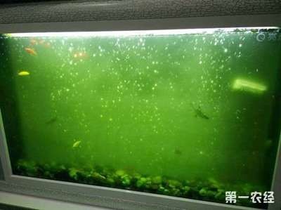 魚缸上的綠藻用去除嗎