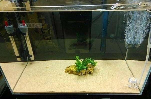 魚缸清潔的誤區與正確方法在清理魚缸過程中的正確方法：水草在魚缸中的作用