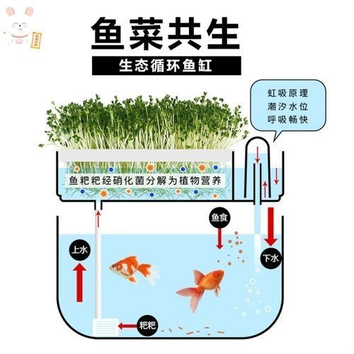 魚缸品質標語大全（魚缸品質標語）
