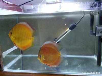 魚缸品質標語大全（魚缸品質標語）