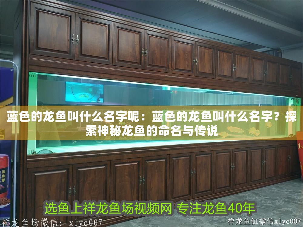 藍(lán)色的龍魚叫什么名字呢：藍(lán)色的龍魚叫什么名字？探索神秘龍魚的命名與傳說