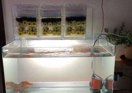 魚缸漂浮：關(guān)于魚缸漂浮的研究