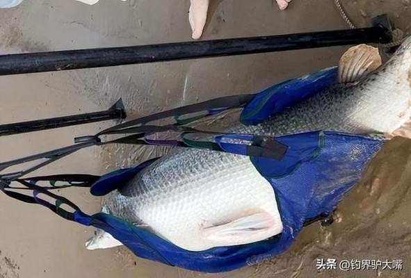 白銀市白銀區(qū)興龍水族館（白銀市白銀區(qū)興龍水族館電話）