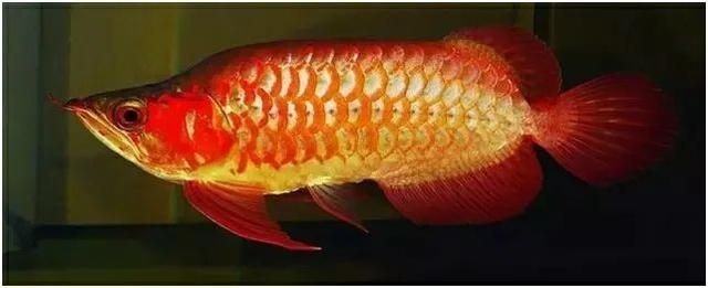 綠皮辣椒龍魚能否食用？：綠皮辣椒龍魚能吃嗎綠皮辣椒龍魚能吃嗎