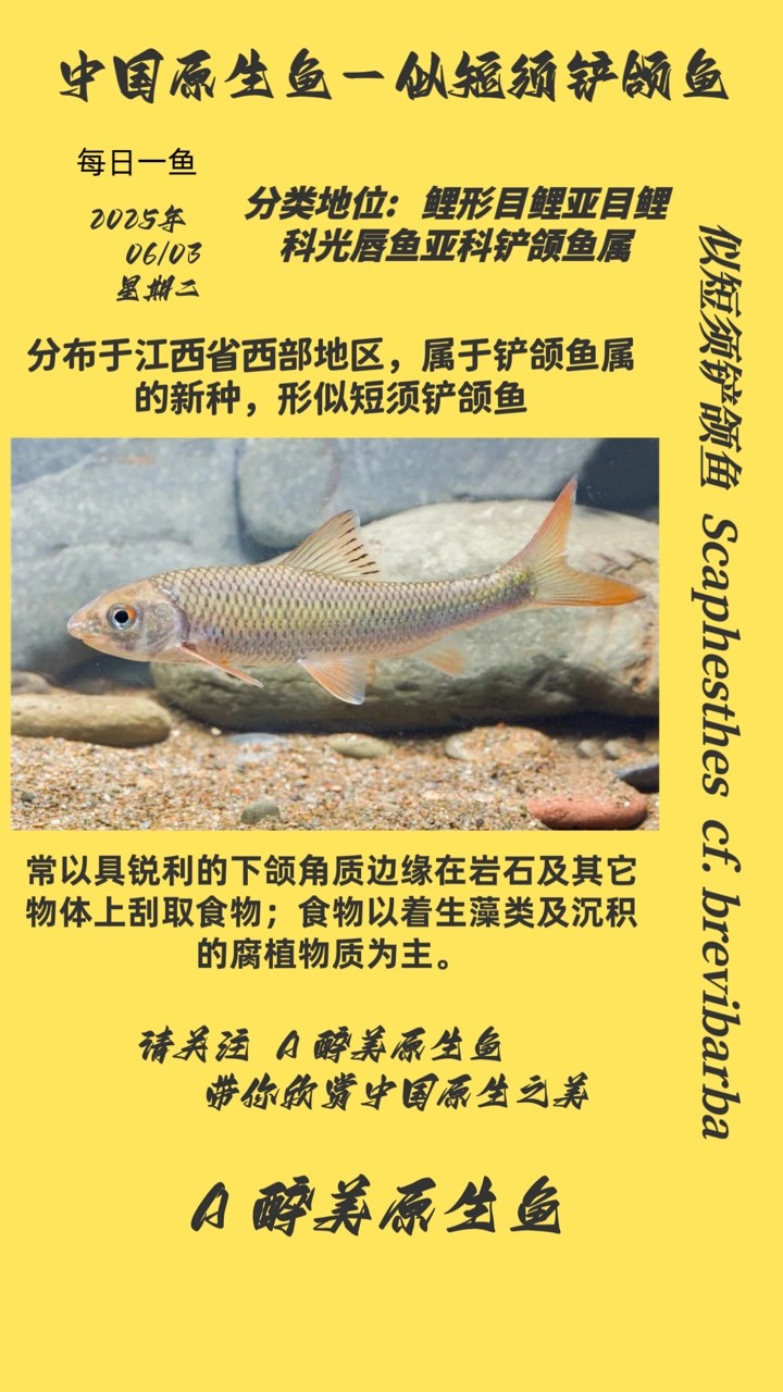 似短須鏟頜魚