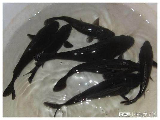 黑魔神雷龍魚耐低溫嗎，黑魔神雷龍魚冬季養護技巧，