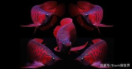 印尼血紅龍魚為什么這么貴呀視頻：為什么印尼血紅龍魚價(jià)格昂貴？