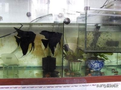 海象魚飼養技巧海象魚的飼養技巧海象魚的飼養技巧：海象魚的飼養技巧