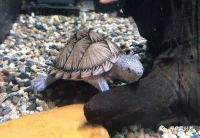 海象魚飼養技巧海象魚的飼養技巧海象魚的飼養技巧：海象魚的飼養技巧