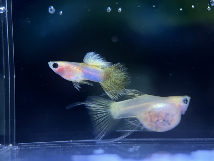 孔雀魚玻璃貓
