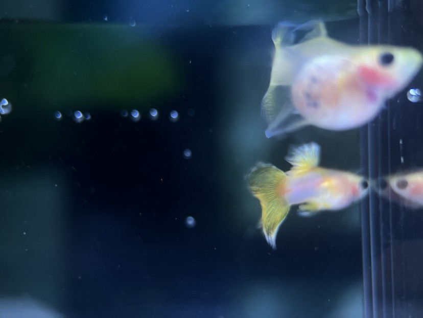 孔雀魚玻璃貓
